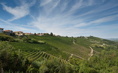 Exploring the Elegance of Pio Cesare Wines in Piedmont