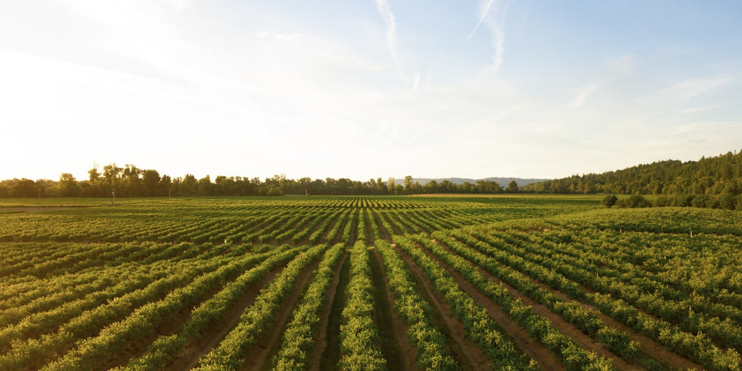 Australian Wine Tasting at Franco's